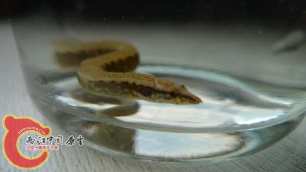 久别的小东西，刺鳅2，要怎么喂养？请高手指点。