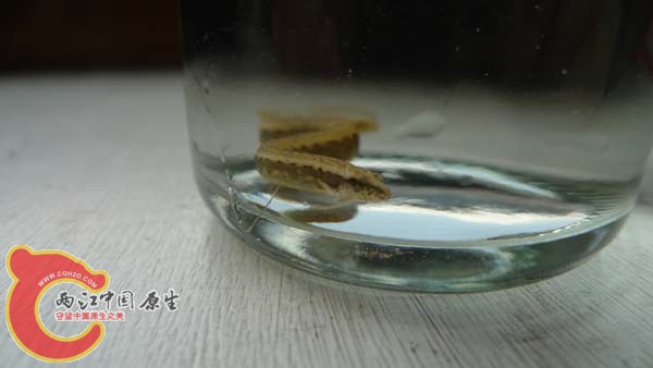 久别的小东西，刺鳅。