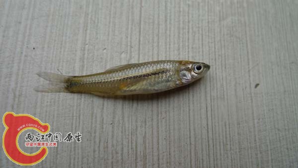 某幼鱼，我觉得像麦穗。