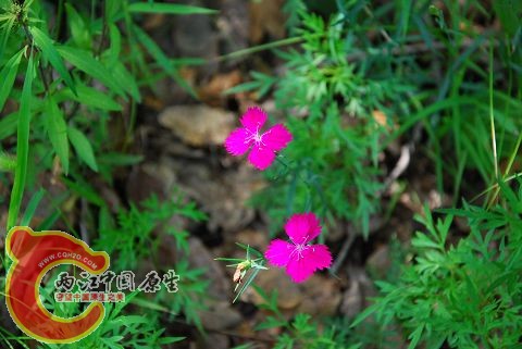 DSC_0136.jpg