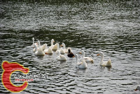 DSC_0175.jpg