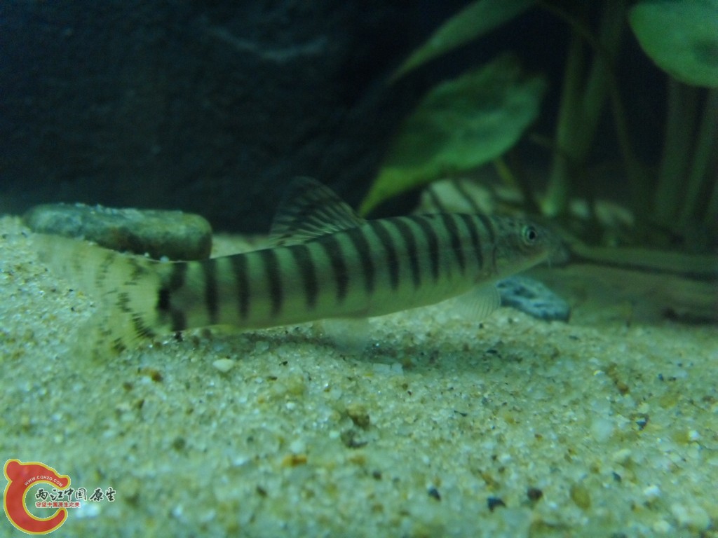 SDC12068.JPG