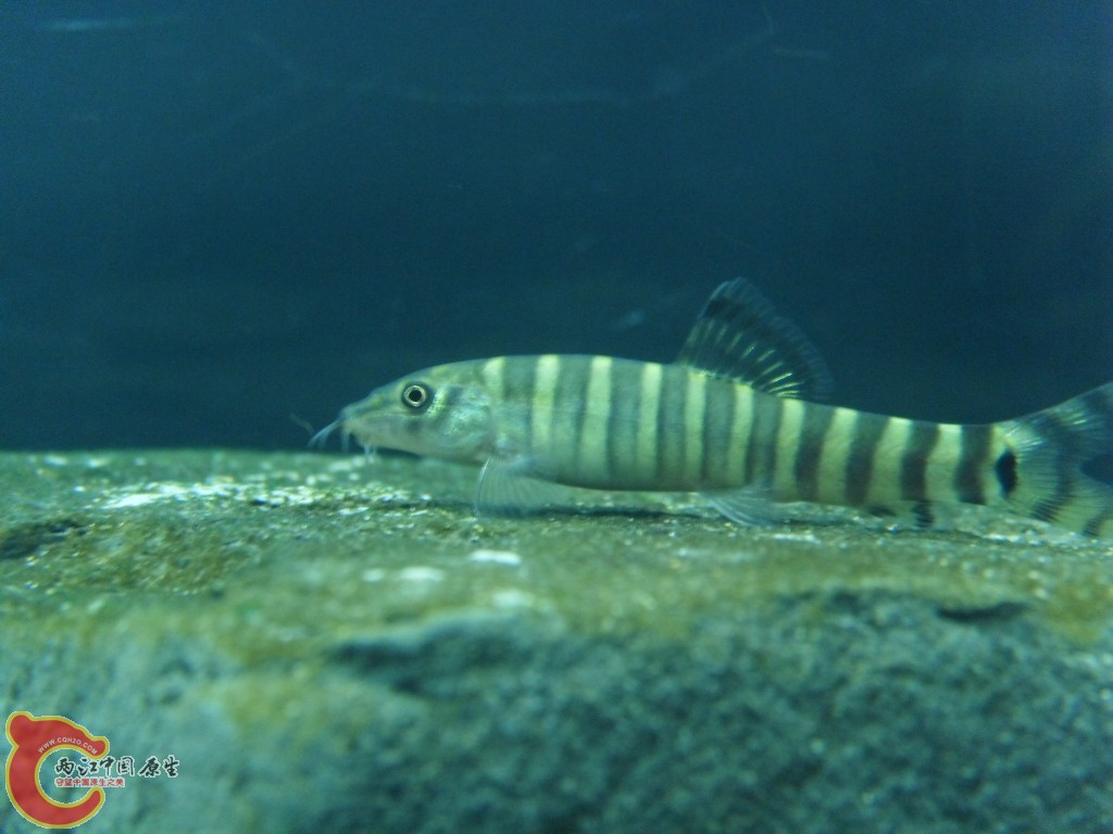 SDC12573.JPG