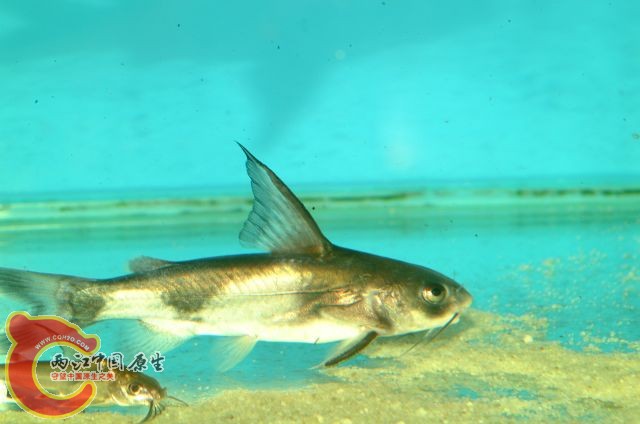 Rita crysea-2.jpg