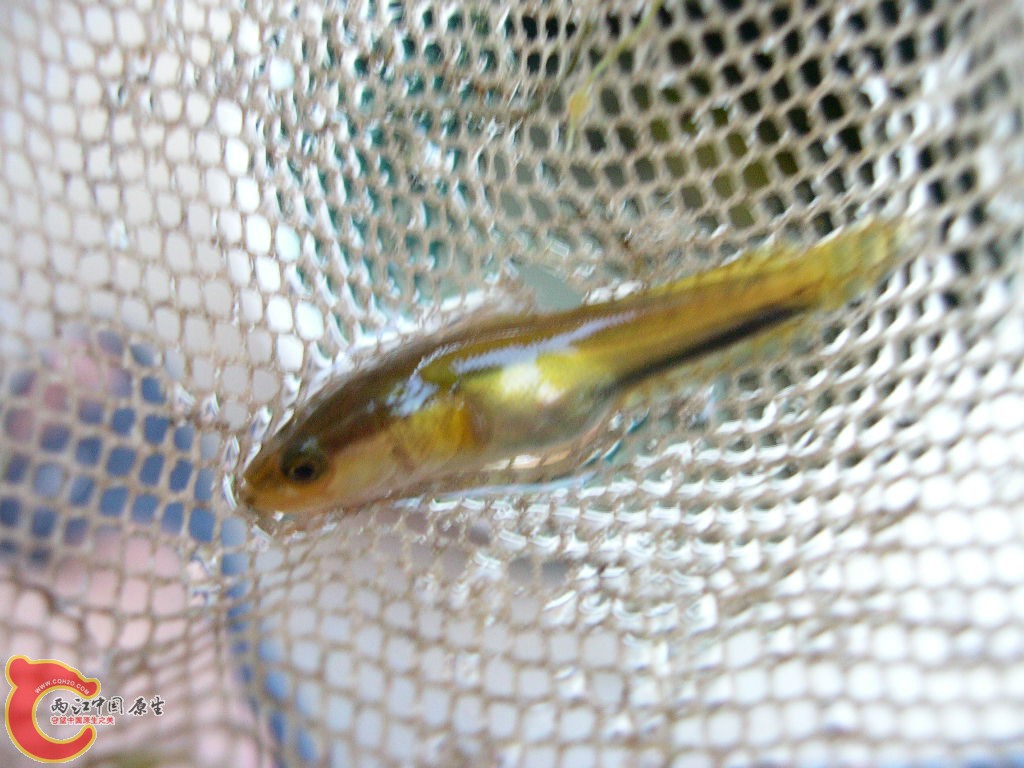 DSCN4536.JPG