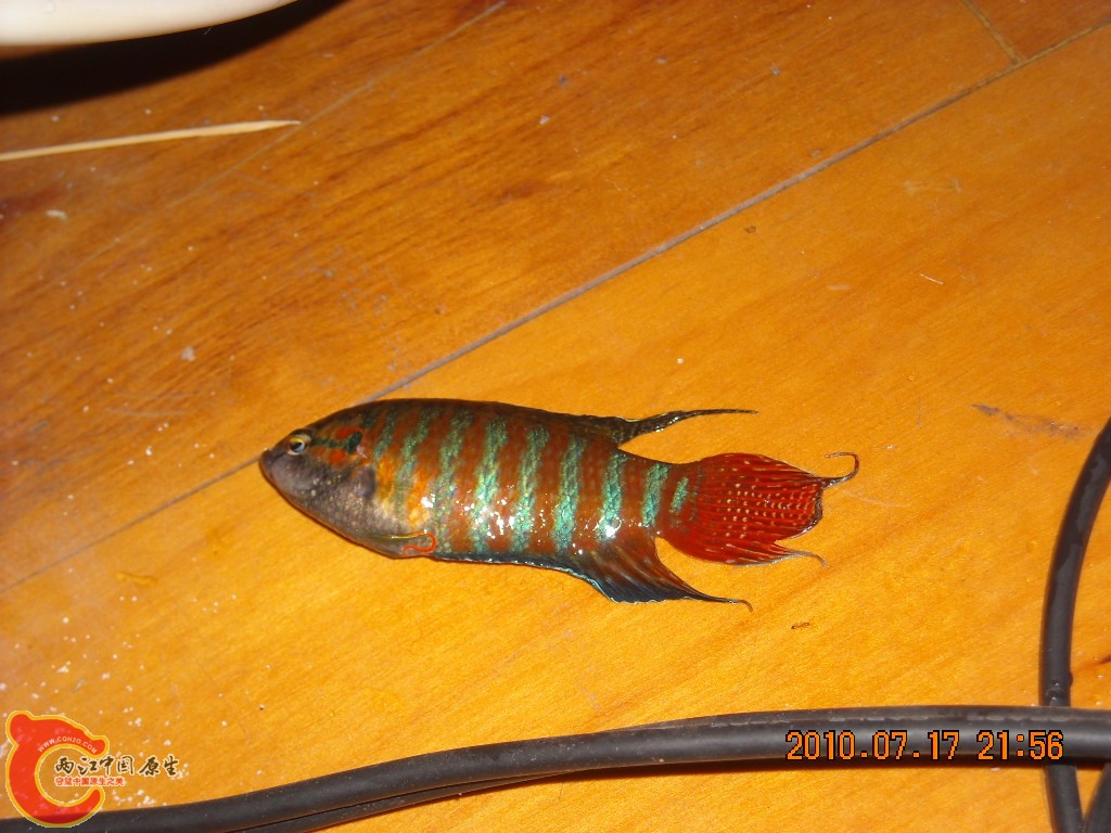 DSCN1730.JPG