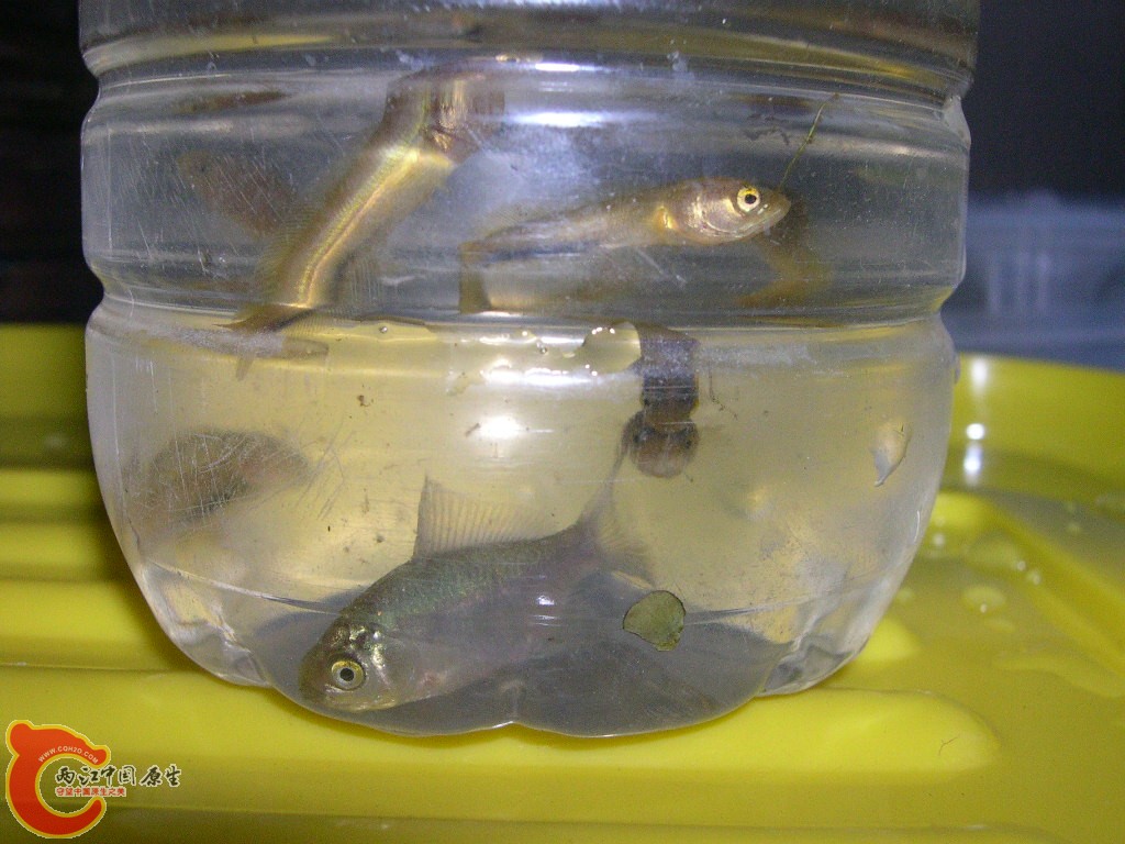 DSCN4552.JPG