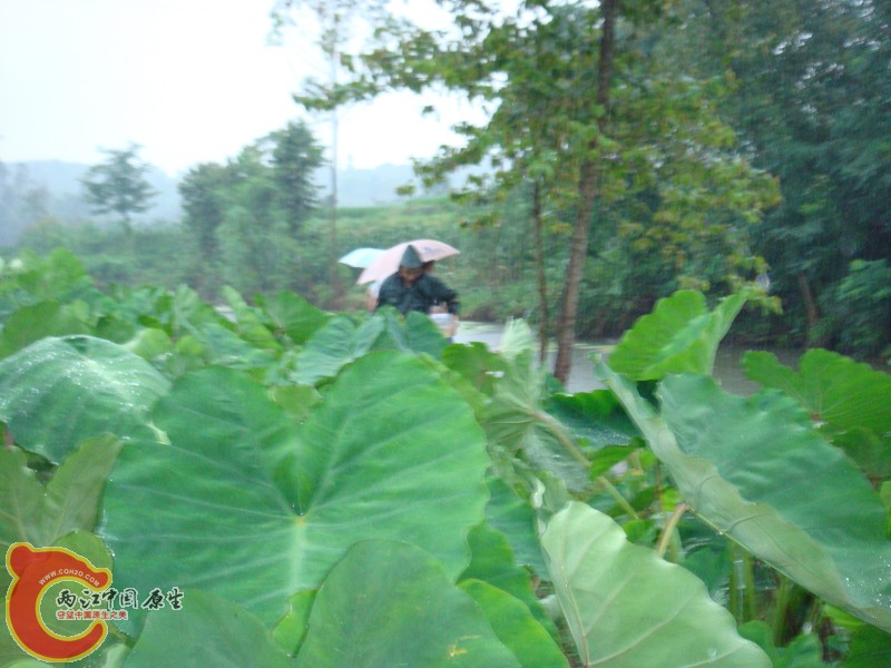 DSC01384.jpg