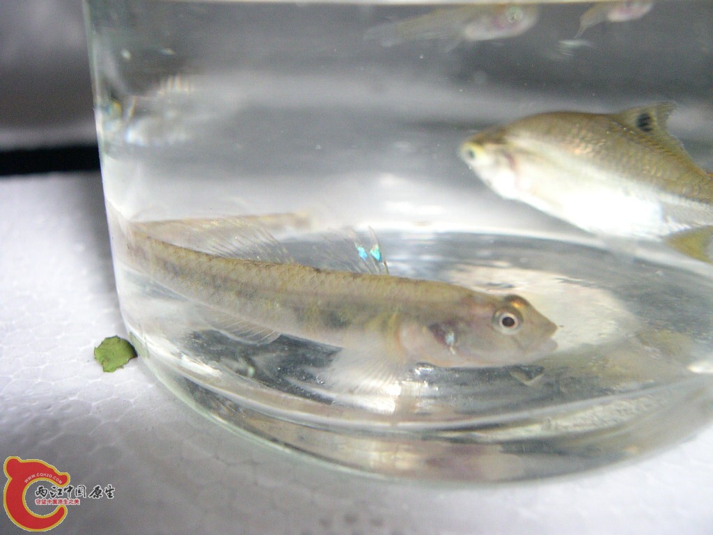 DSCN4580.JPG