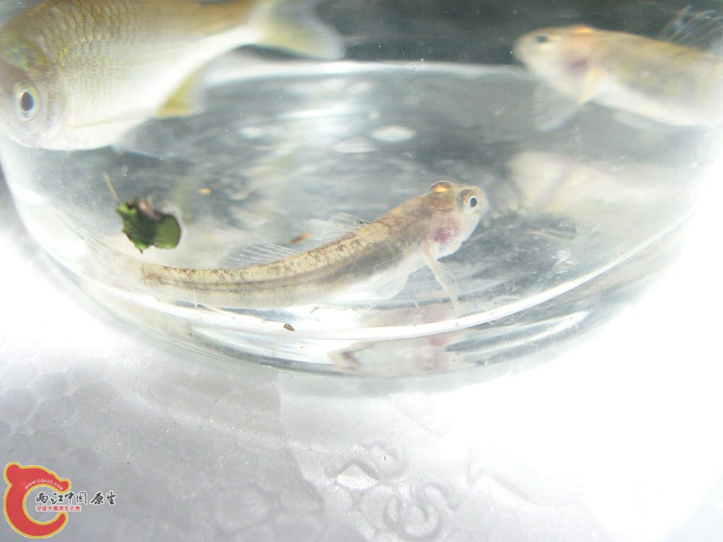 DSCN4576.JPG