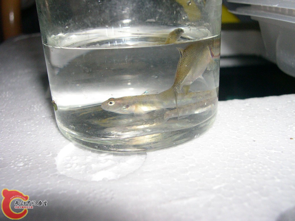 DSCN4577.JPG