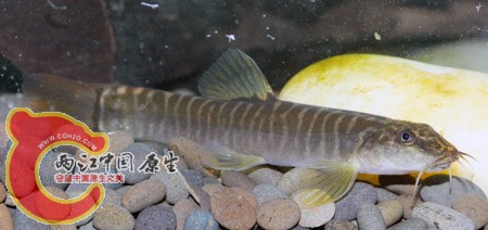 什么口鳅？