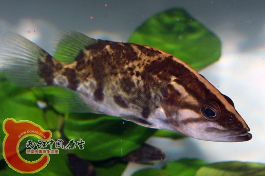 什么鳜？