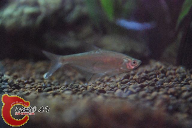 DSC_04441.jpg
