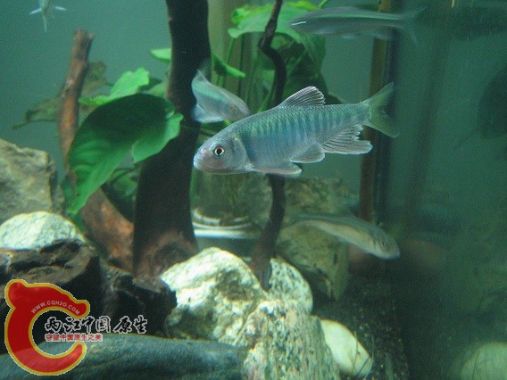 鱲 010.JPG
