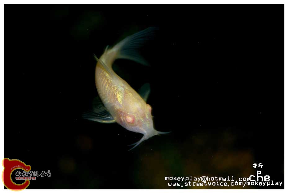 DSC_0196 a.jpg