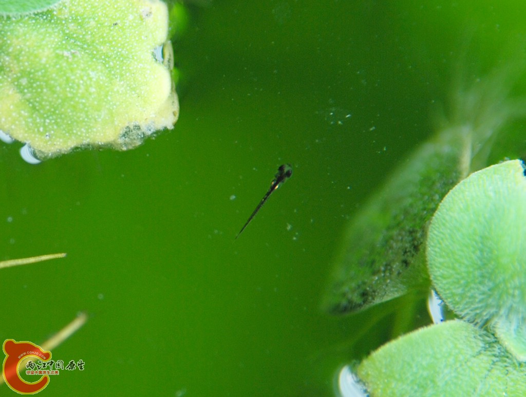 DSC_0110.JPG