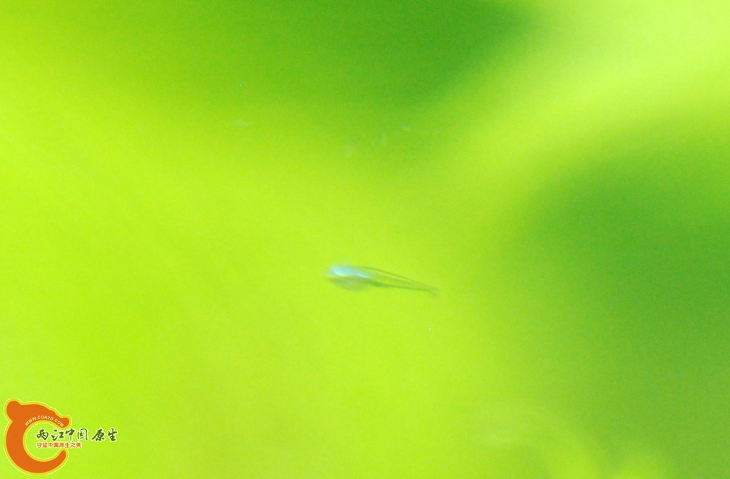 DSC_0136.JPG