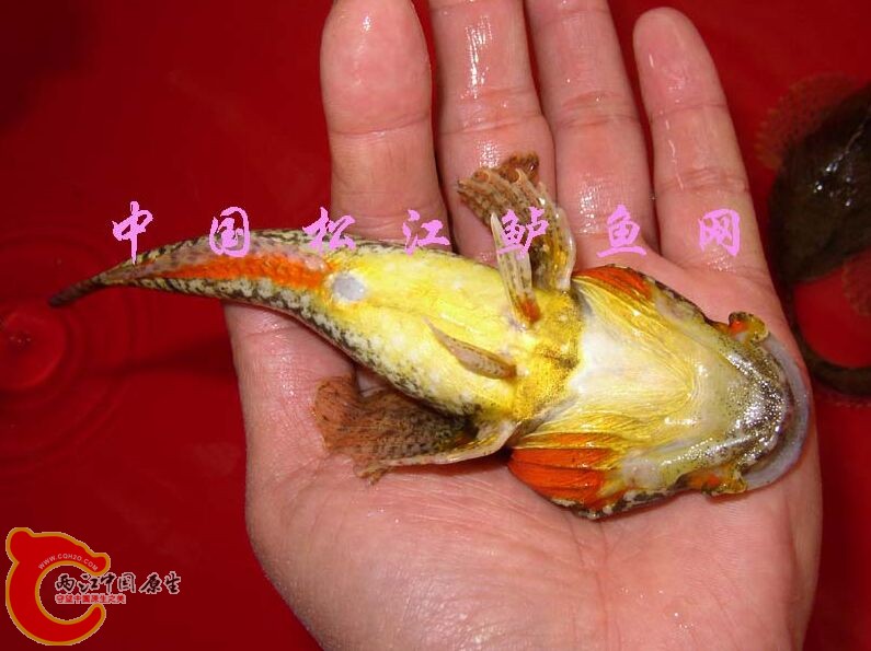 松江鲈.jpg