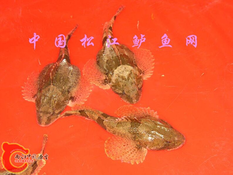 松江鲈1.jpg