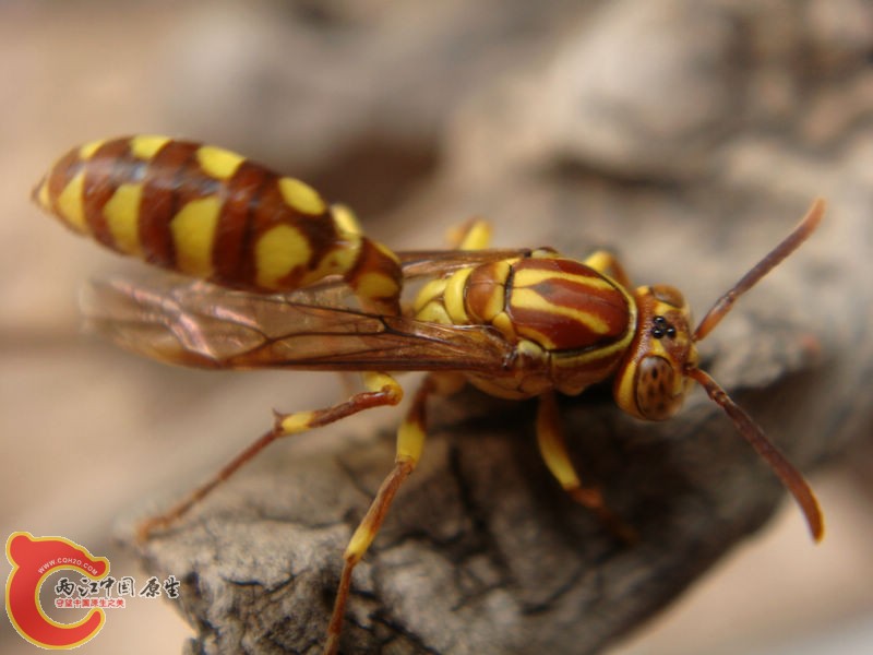 uSB 视频设备.jpg