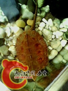 IMG0568A.jpg