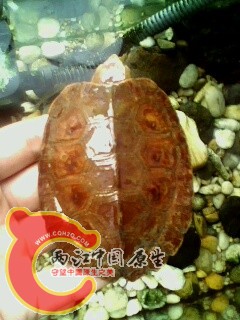 IMG0570A.jpg