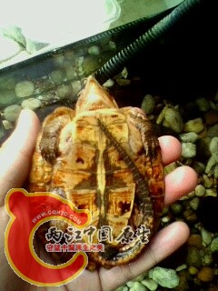 IMG0569A.jpg