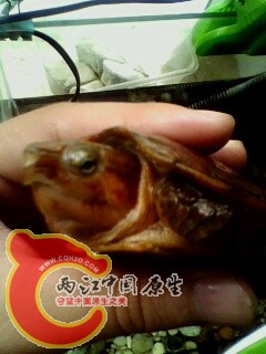IMG0571A.jpg