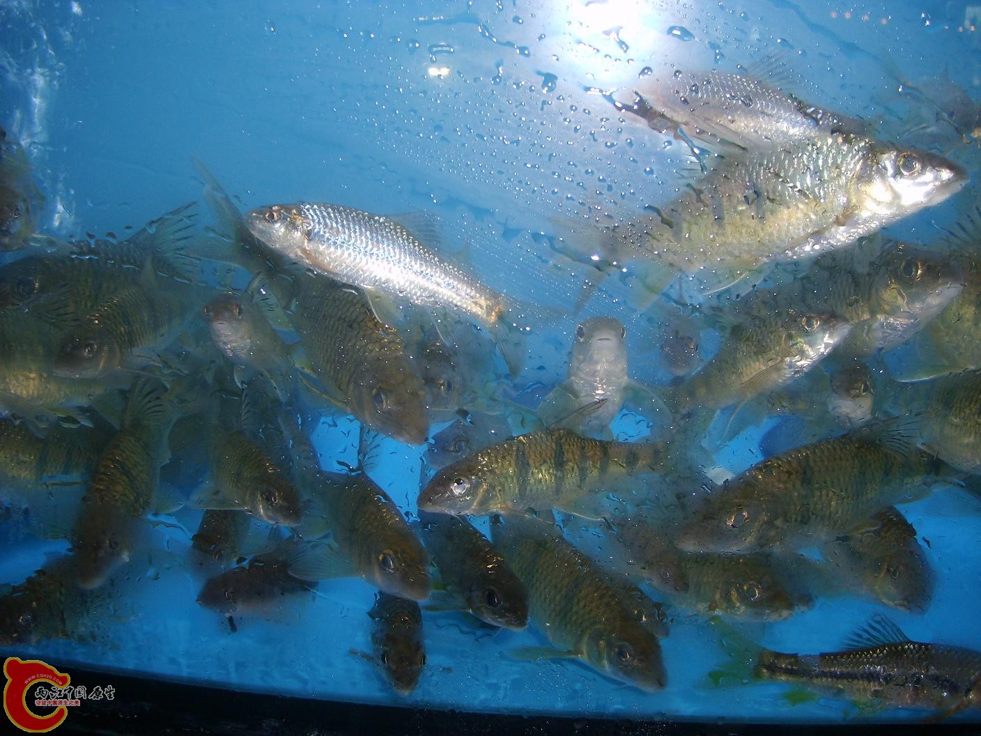 野鱼1.JPG
