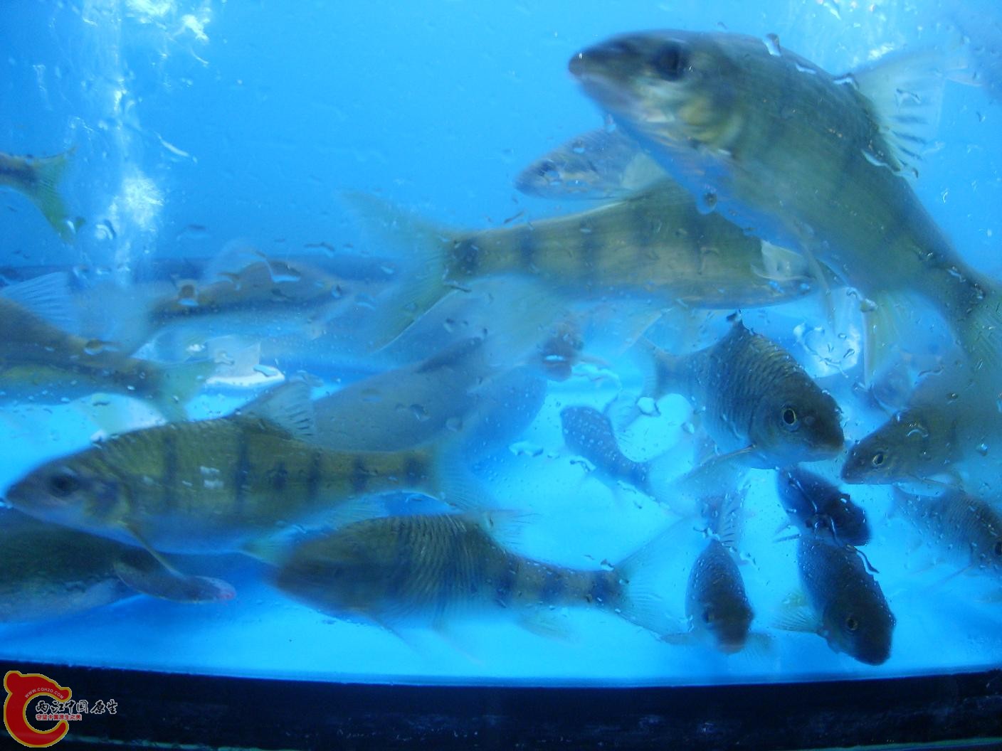 野鱼2.JPG