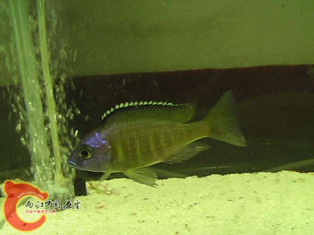 IMGA0417.JPG