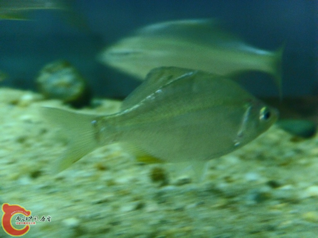 SDC12920.JPG