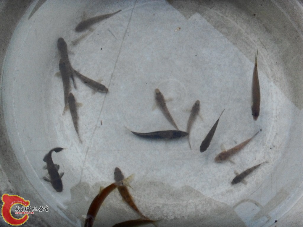 SDC12875.JPG