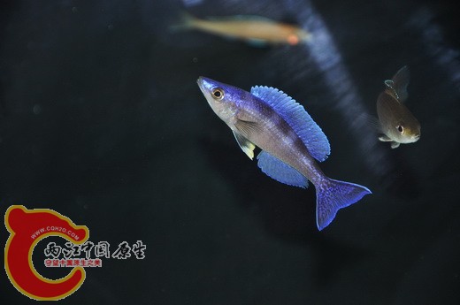DSC_0462.JPG