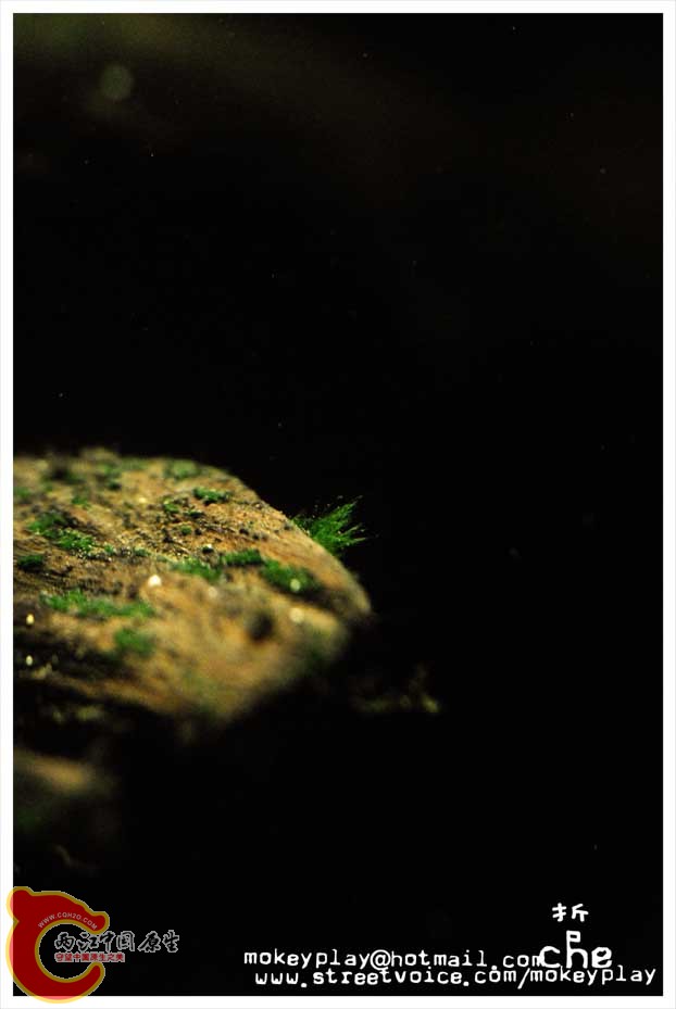 沉木上面长的藻，name?