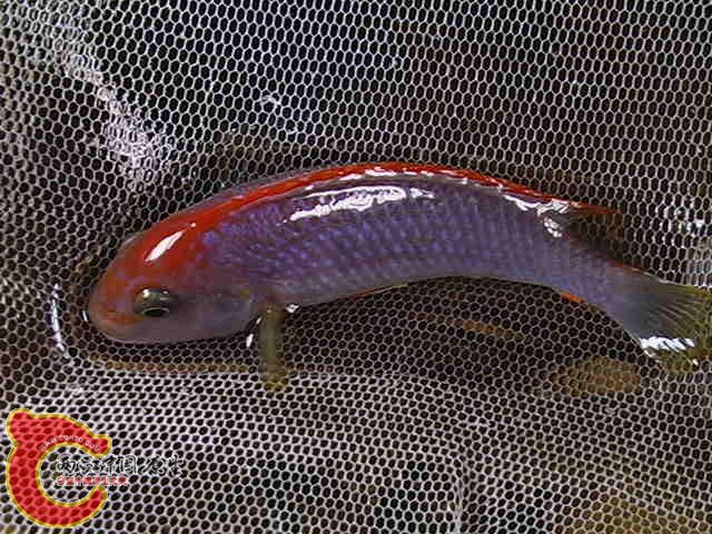 IMGA0429.JPG