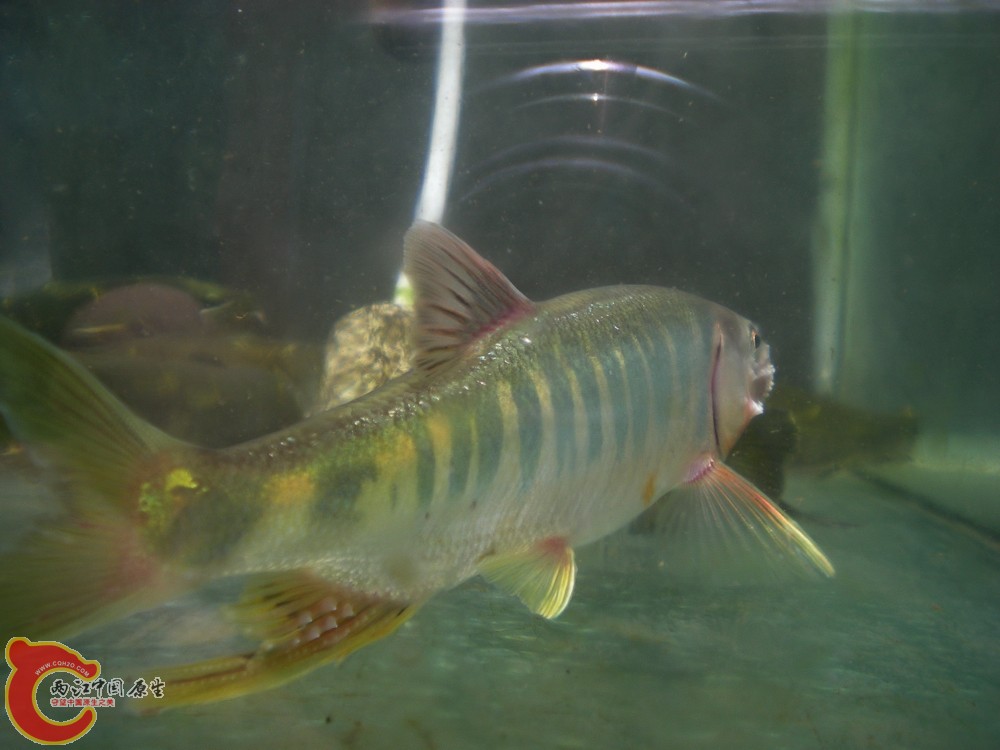DSCN2739.jpg1.jpg