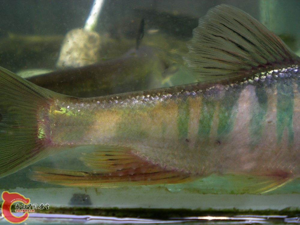 DSCN2732.jpg1.jpg