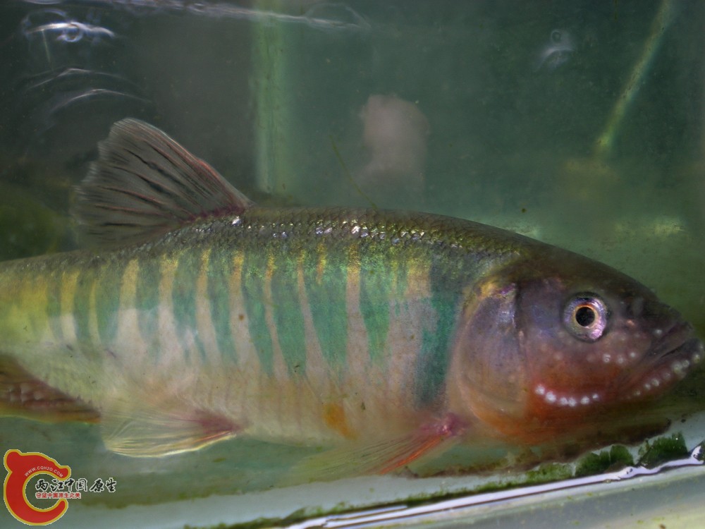 DSCN2731.jpg1.jpg