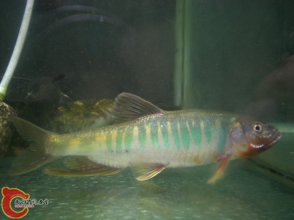 DSCN2729.jpg1.jpg