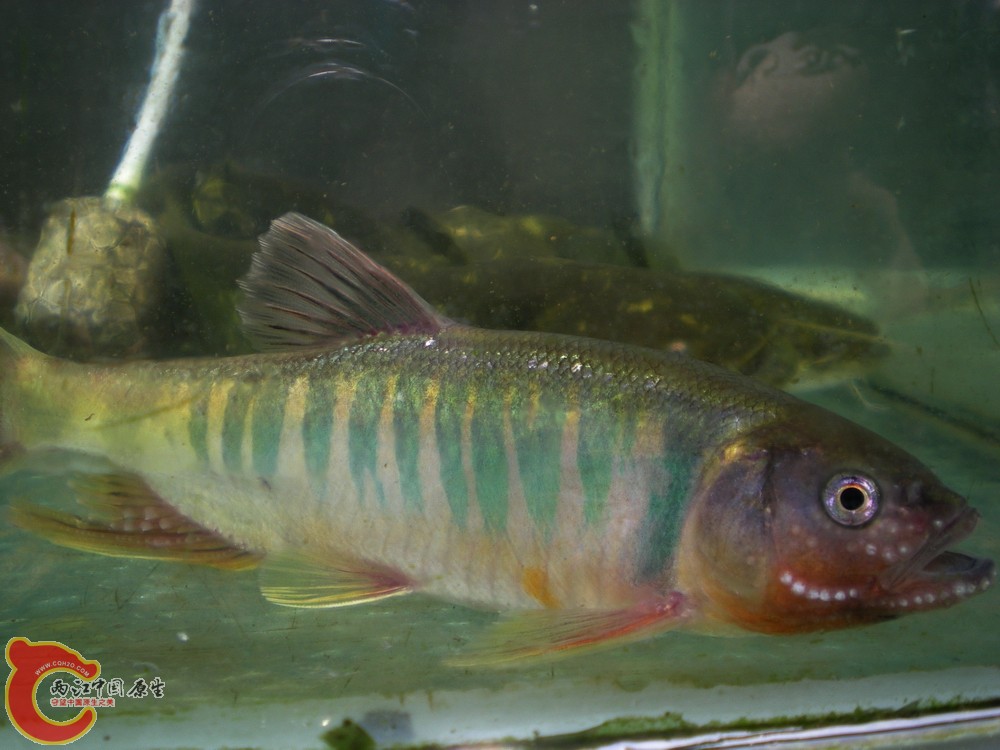 DSCN2722.jpg1.jpg