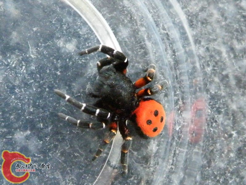 DSCF3603.JPG