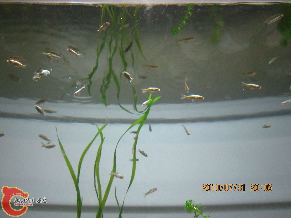 群游的鲫鱼和青鳉