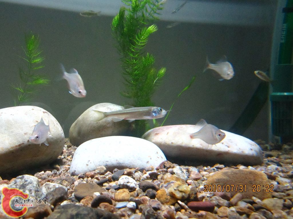 捕食的马口和它的保镖们