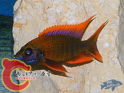 卢旺达.jpg