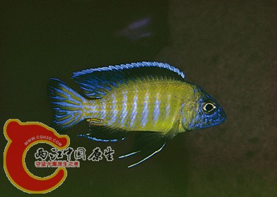 太阳孔雀.jpg