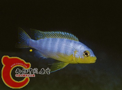 Pseudotropheus aurora.jpg