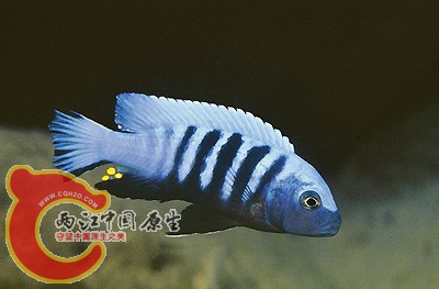 Pseudotropheus kingsizei Maingano.jpg