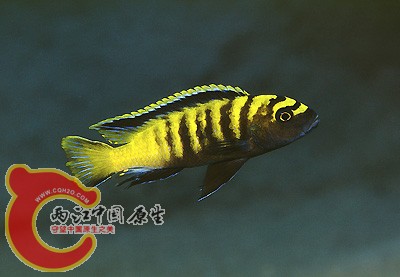 金燕斑马.jpg